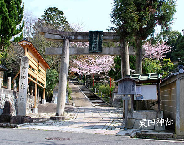 粟田神社桜