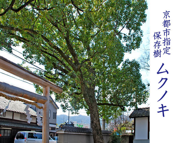 野宮斎宮神社3