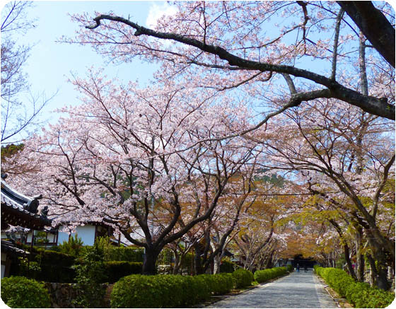 西教寺桜2