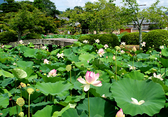 天龍寺方丈池の蓮1