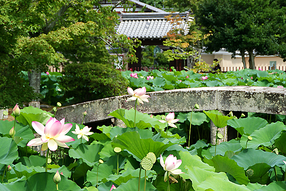 天龍寺方丈池の蓮2