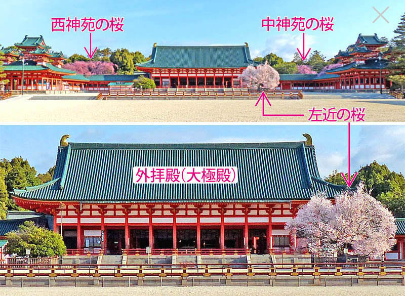 平安神宮境内桜