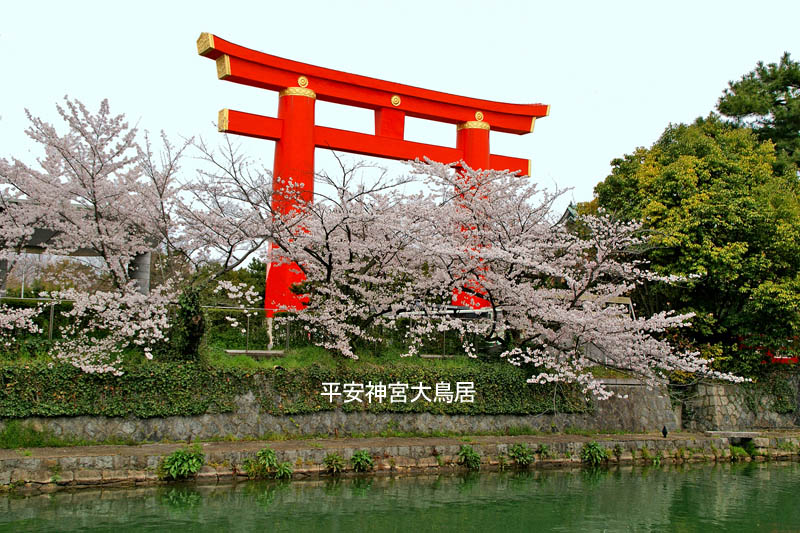 平安神宮大鳥居桜