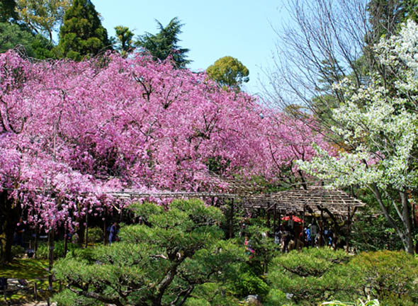 平安神宮西神苑2