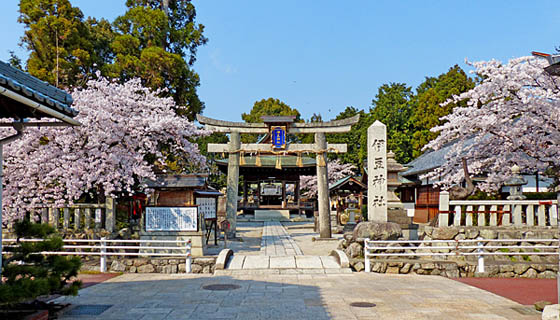 桜咲く伊豆神社1