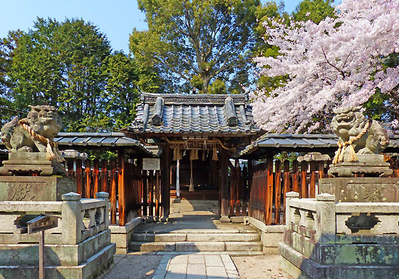 桜咲く伊豆神社3